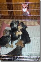 Foxhunt8wks2