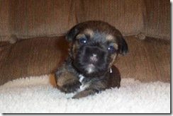 blueboy17daysb