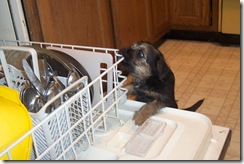 dishwasher4